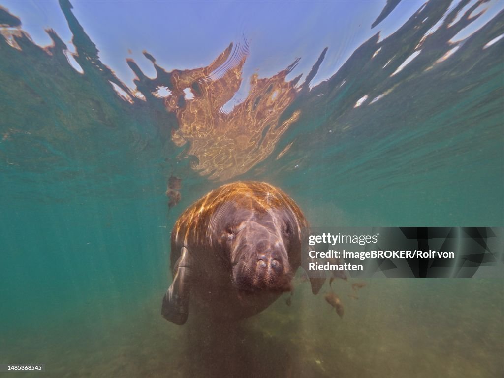Round-tailed manatee (Trichechus manatus), Crystal River dive site, Florida, USA