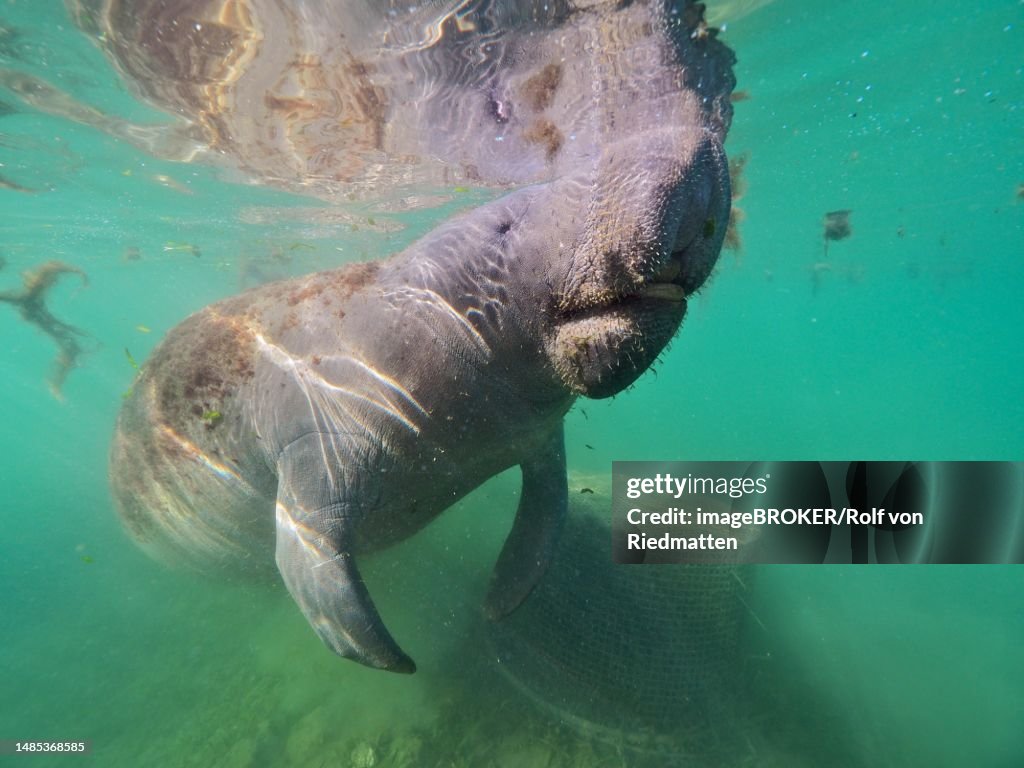 Round-tailed manatee (Trichechus manatus), Crystal River dive site, Florida, USA
