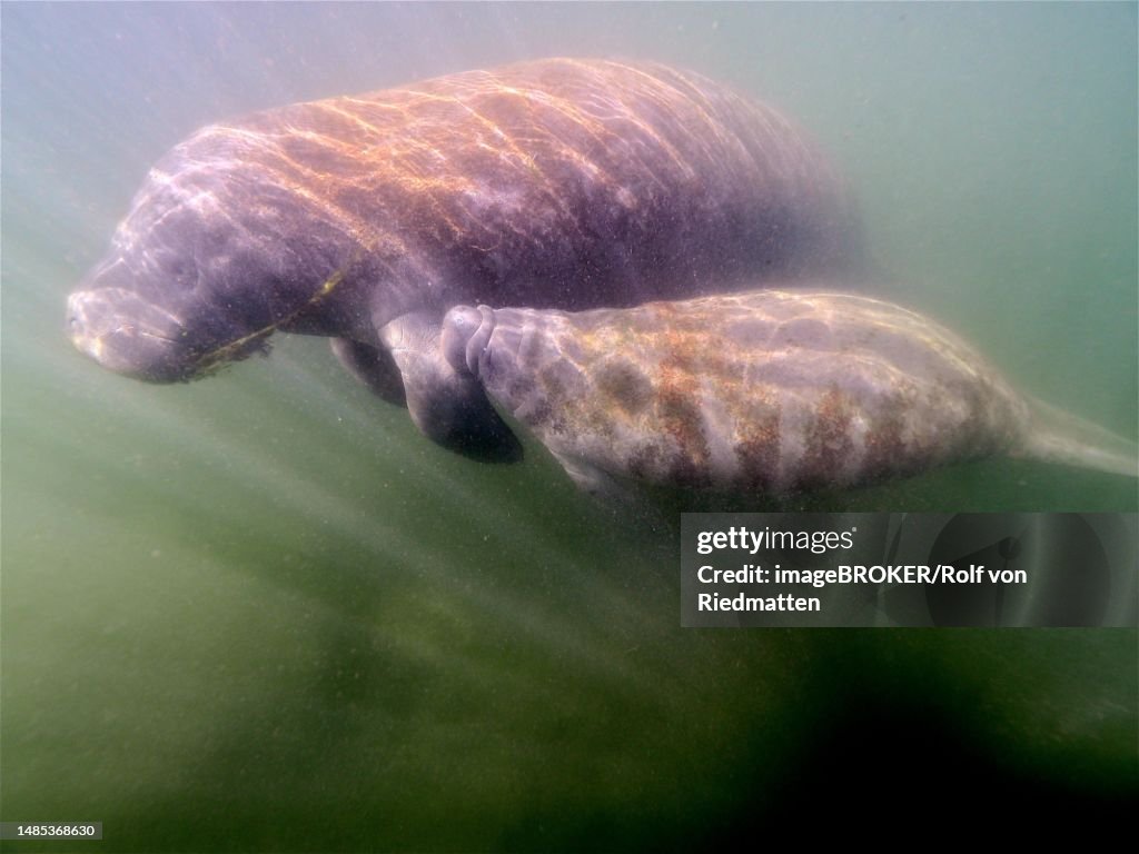 A round-tailed manatee (Trichechus manatus) suckles her young, Crystal River dive site, Florida, USA