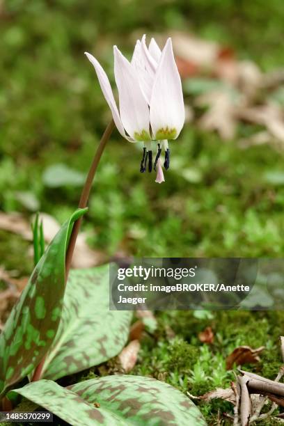 dog's tooth violet (erythronium dens-canis), germany - erythronium dens canis stock pictures, royalty-free photos & images