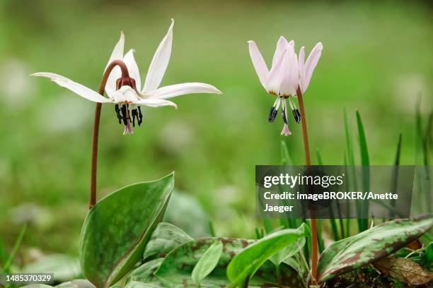 dog's tooth violet (erythronium dens-canis), germany - erythronium dens canis stock pictures, royalty-free photos & images