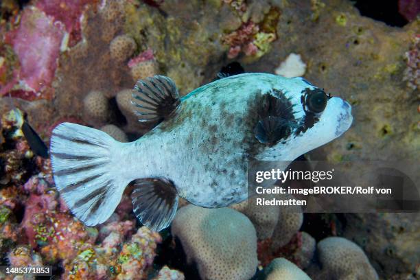 masked pufferfish (arothron diadematus), house reef dive site, mangrove bay, el quesir, red sea, egypt - arothron puffer stock illustrations