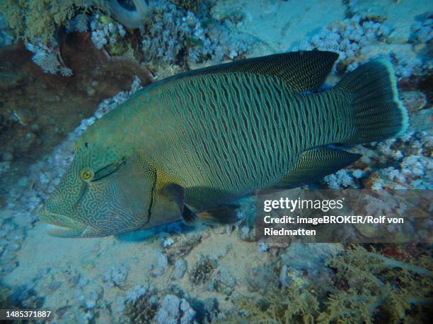 humphead wrasse (cheilinus undulatus), daedalus reef dive site, egypt, red sea - humphead wrasse stock illustrations