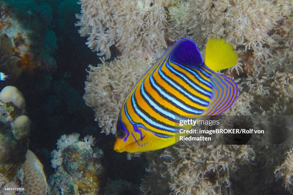 Royal angelfish (Pygoplites diacanthus), House Reef dive site, Mangrove Bay, El Quesir, Red Sea, Egypt