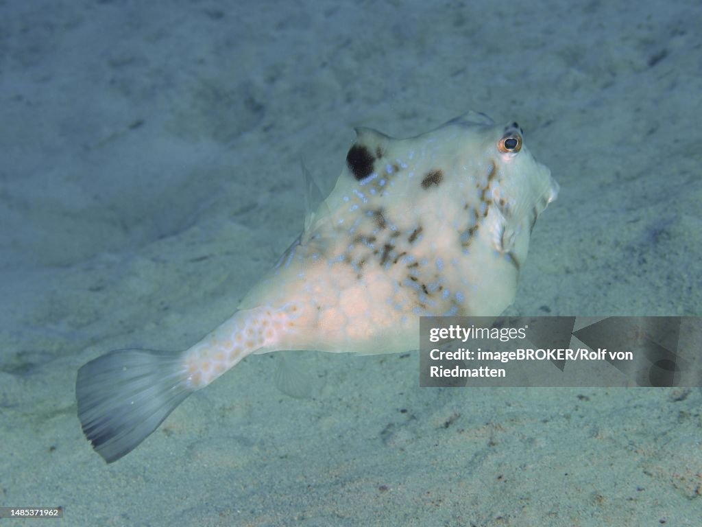 Pyramid Trunkfish (Tetrasomus gibbosus), House Reef Dive Site, Mangrove Bay, El Quesir, Red Sea, Egypt