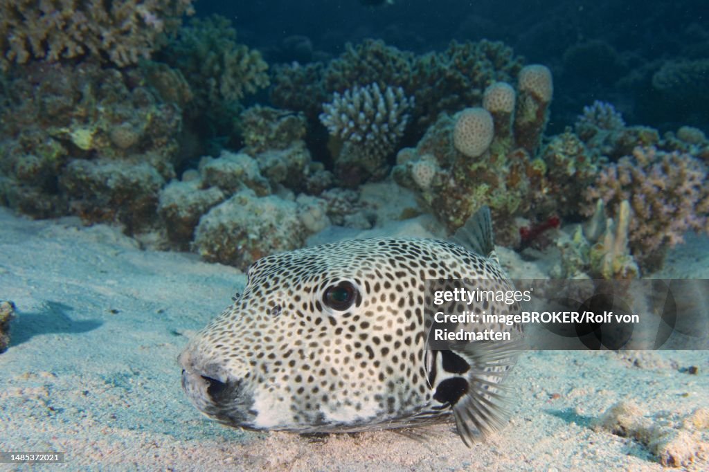 A star puffer (Arothron stellatus) resting in the sand, House Reef dive site, Mangrove Bay, El Quesir, Red Sea, Egypt