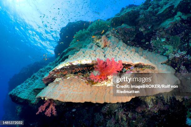 mountain coral (porites lutea), daedalus reef dive site, egypt, red sea - reef coral stock illustrations