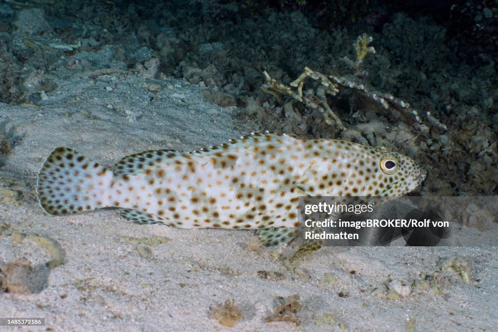 Greasy grouper (Epinephelus tauvina), House reef dive site, Mangrove Bay, El Quesir, Red Sea, Egypt