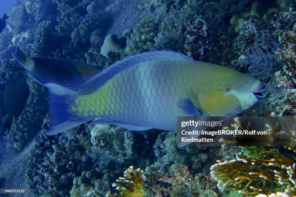Rusty-naped parrotfish (Scarus ferrugineus), Giannis D wreck dive site, Hurghada, Egypt, Red Sea