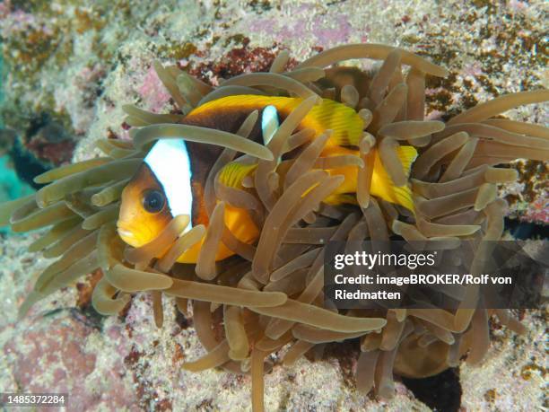red sea clownfish (amphiprion bicinctus) in its bubble-tip anemone (entacmaea quadricolor), dive site house reef, mangrove bay, el quesir, red sea, egypt - entacmaea quadricolor stock illustrations