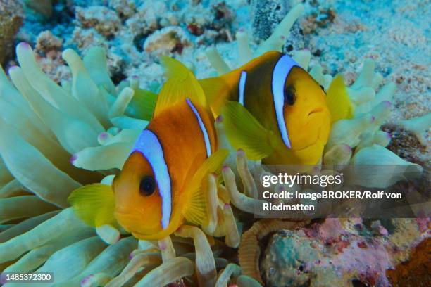 pair of red sea clownfish (amphiprion bicinctus) in its bubble-tip anemone (entacmaea quadricolor), panorama reef dive site, hurghada, egypt, red sea - entacmaea quadricolor stock illustrations