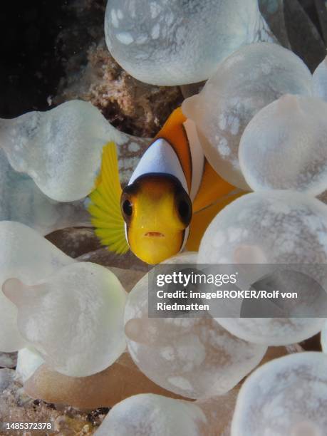 portrait of juvenile red sea clownfish (amphiprion bicinctus) in its bubble-tip anemone (entacmaea quadricolor), dive site house reef, mangrove bay, el quesir, red sea, egypt - entacmaea quadricolor stock illustrations