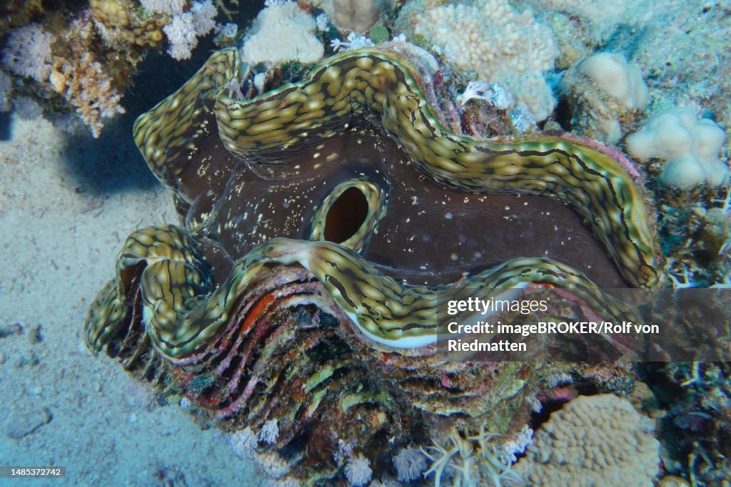 Fluted giant clam (Tridacna squamosa), killer clam, dive site House Reef, Mangrove Bay, El Quesir, Red Sea, Egypt