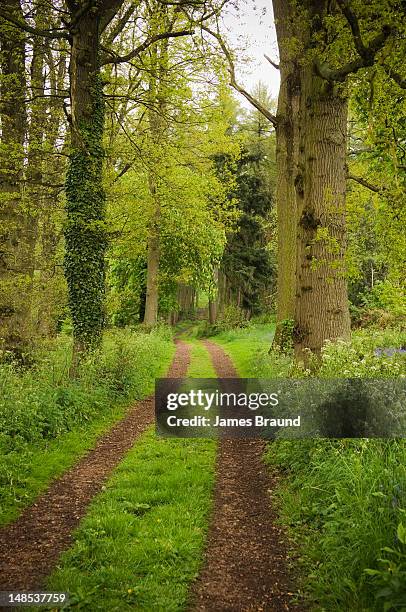 path leading off into the distance. - lead off stock pictures, royalty-free photos & images