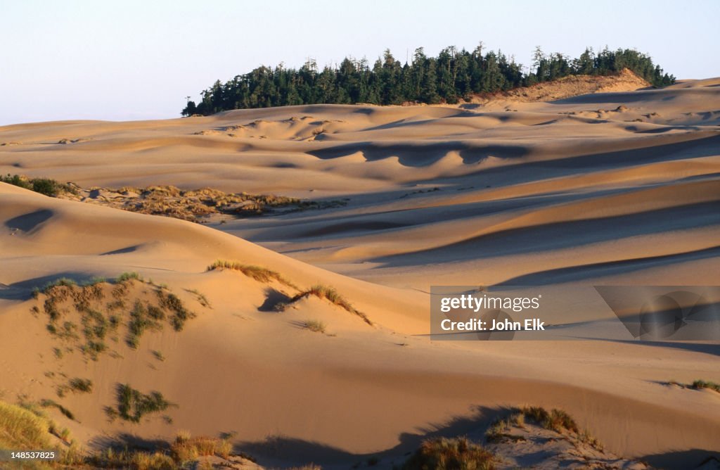 Umpqua Dunes landscape.