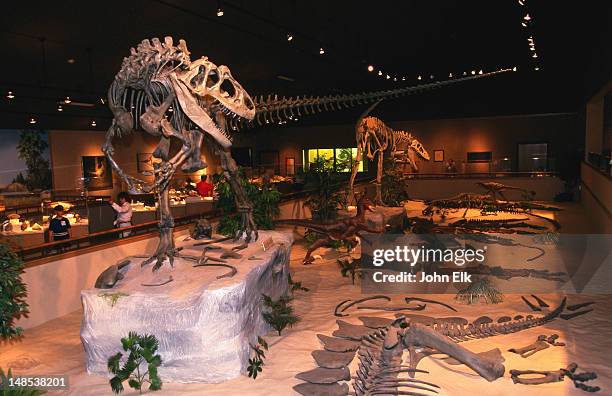 dakota dinosaur museum display. - dinosaur fossil sites stock pictures, royalty-free photos & images