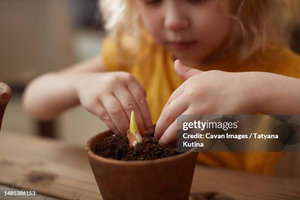 planting a tulip bulb in a pot. focus on the flower - plante à bulbe photos et images de collection
