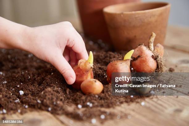 a child's hand takes a tulip bulb. spring time - tulips and daffodils stock pictures, royalty-free photos & images