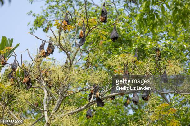 eine kolonie indischer flughunde, pteropus medius, auch bekannt als große indische fruchtfledermaus - eigentliche flughunde gattung stock-fotos und bilder