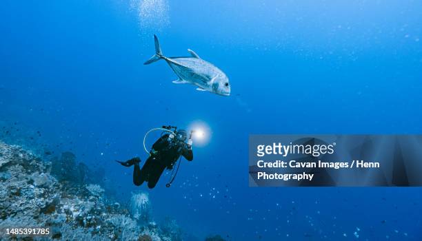 diver taking a picture of a trevally fish at banda sea / indonesia - wildlife photographer stock pictures, royalty-free photos & images