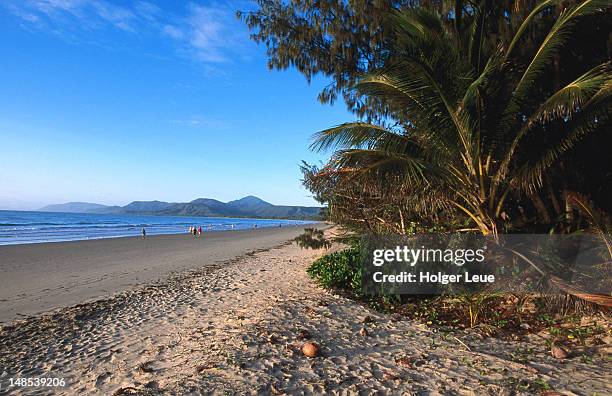 coconut trees along four mile beach. - port douglas stock-fotos und bilder