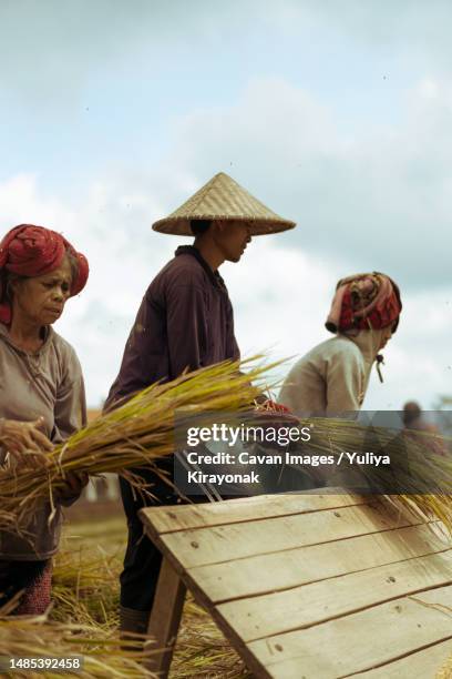 people, men and women manually harvest rice, dry rice. indonesia - ubud rice fields stock pictures, royalty-free photos & images