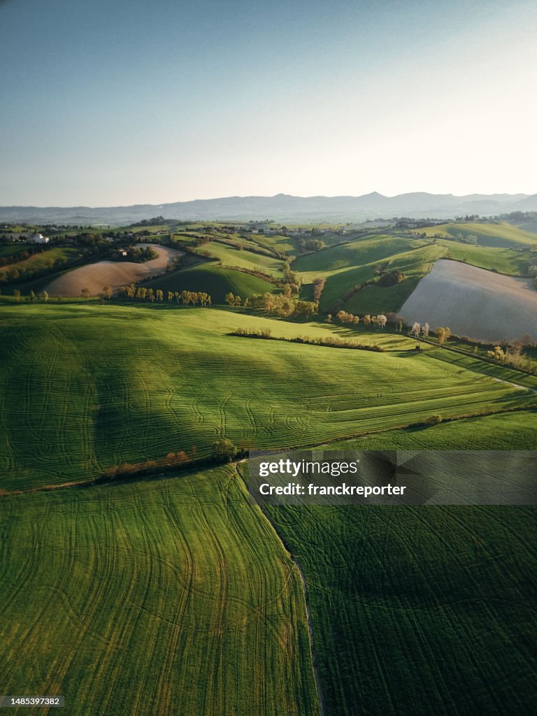 Weizen grüne Wiese Hügel