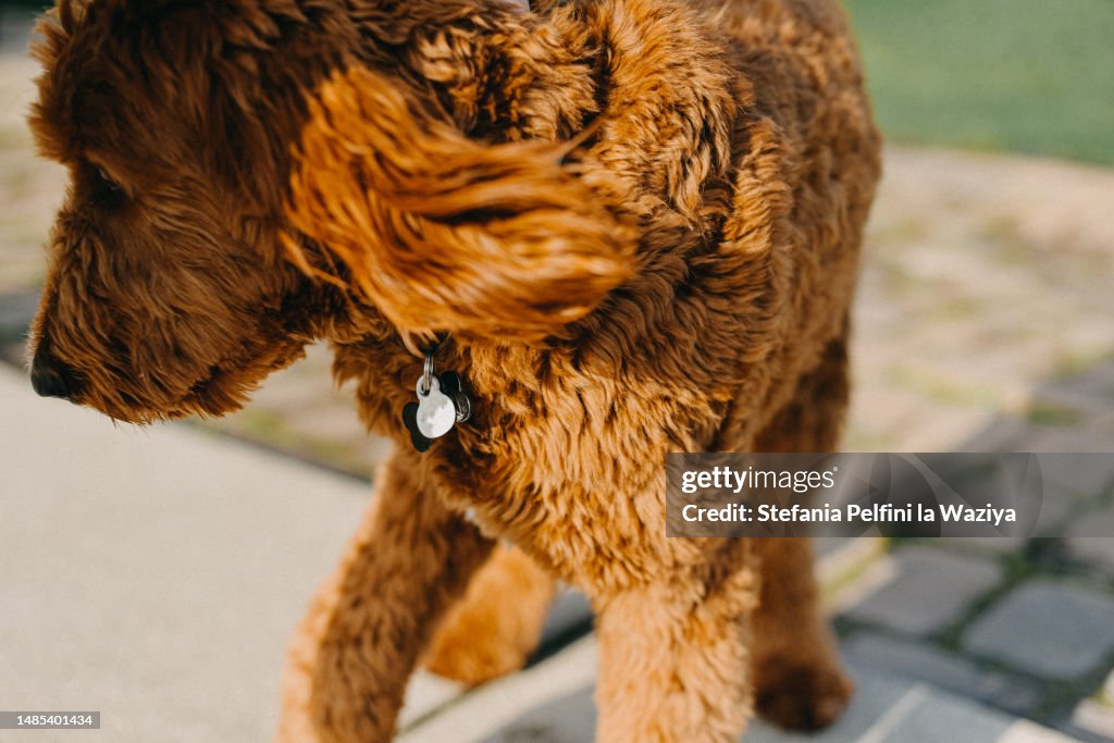 Goldendoodle With Collar