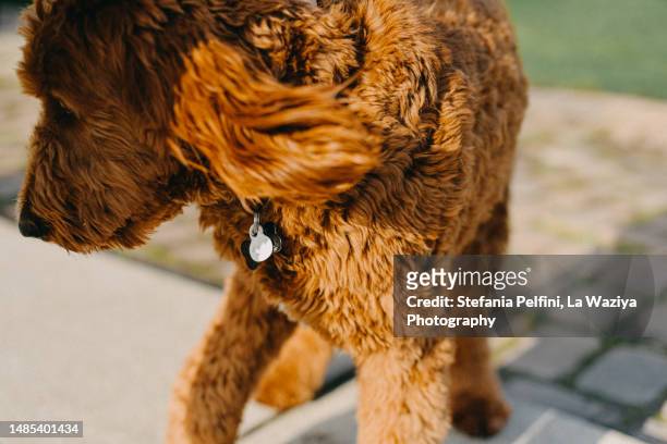 goldendoodle with collar - flea collar stock pictures, royalty-free photos & images