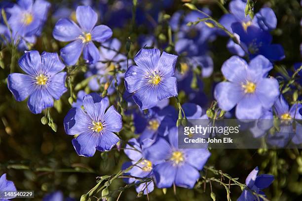 blue gilia wildflowers, canyon de chelly. - spider rock fotografías e imágenes de stock