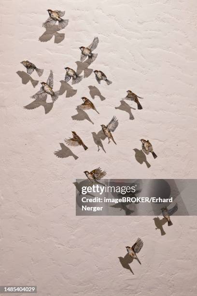 house sparrows (passer domesticus), mural, el rocio, coto de donana, spain - provincia de huelva stock pictures, royalty-free photos & images