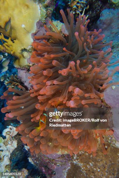 fluorescent bubble-tip anemone (entacmaea quadricolor) inhabited by two red sea clownfishes (amphiprion bicinctus), strait of tiran dive site, sinai, egypt, red sea - entacmaea quadricolor stock pictures, royalty-free photos & images