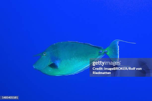 blue-bladed nose-doctor (naso unicornis) in front of a plain blue background, exempt. dive site ras mohammed national park, sinai, egypt, red sea - naso unicornis stock pictures, royalty-free photos & images
