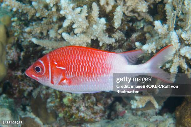 silverspot squirrelfish (sargocentron caudimaculatum), house reef dive site, mangrove bay, el quesir, red sea, egypt - silverspot stock pictures, royalty-free photos & images