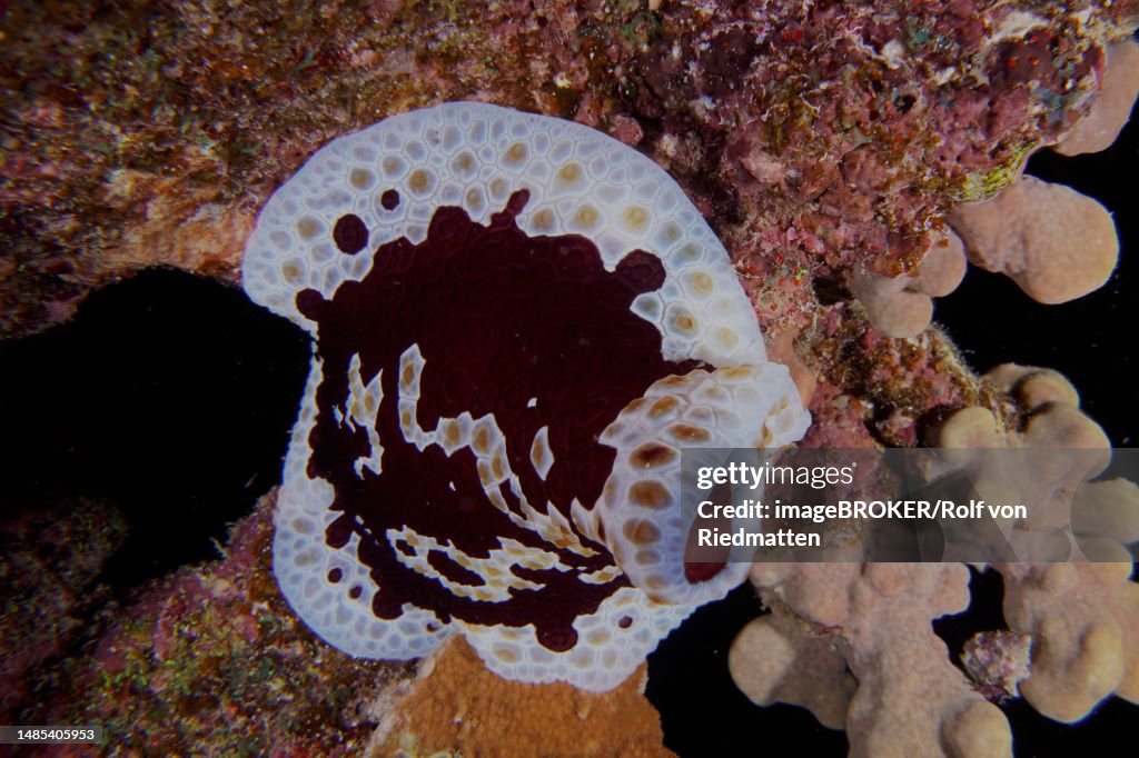 Large sofa cushion snail (Pleurobranchus grandis) at night. Dive site Abu Dabab Reef, Red Sea, Egypt