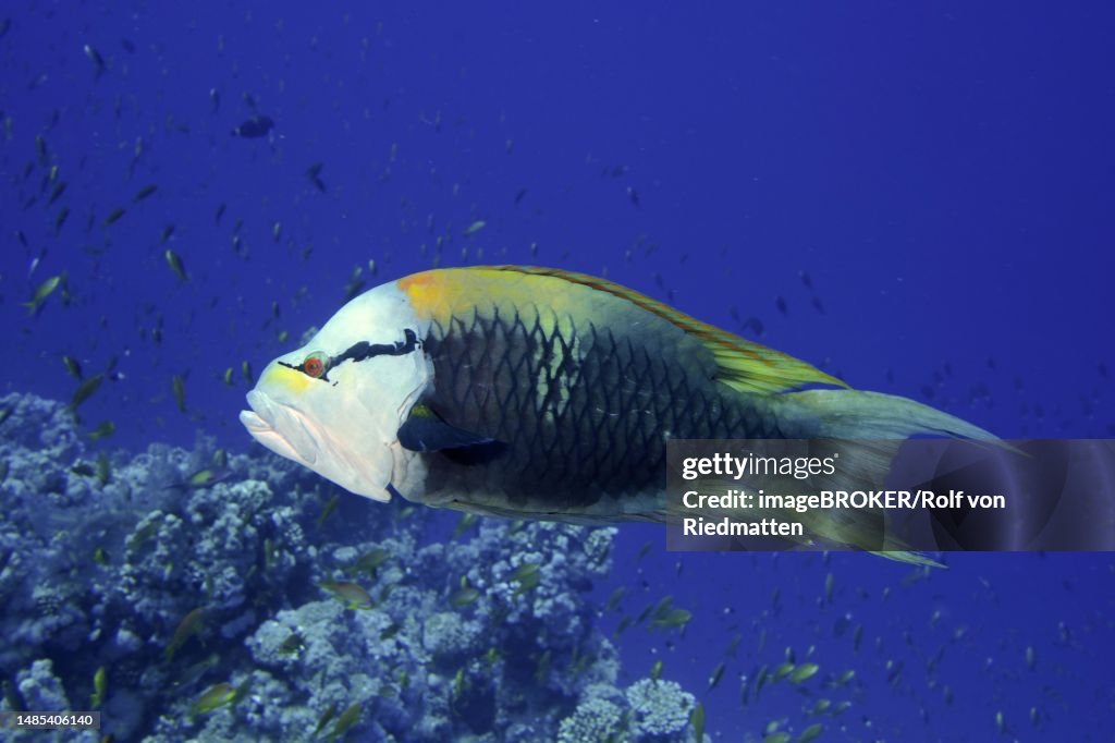Sling-jaw wrasse (Epibulus insidiator), Strait of Tiran dive site, Sinai, Egypt, Red Sea