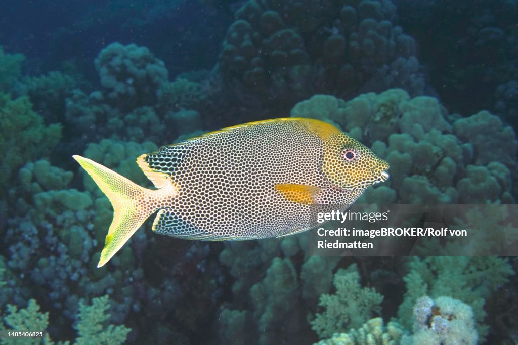 Dotted Rabbit Fish Spotted Rabbitfish Rabbitfish Dive Site House Reef Mangrove Bay El ...