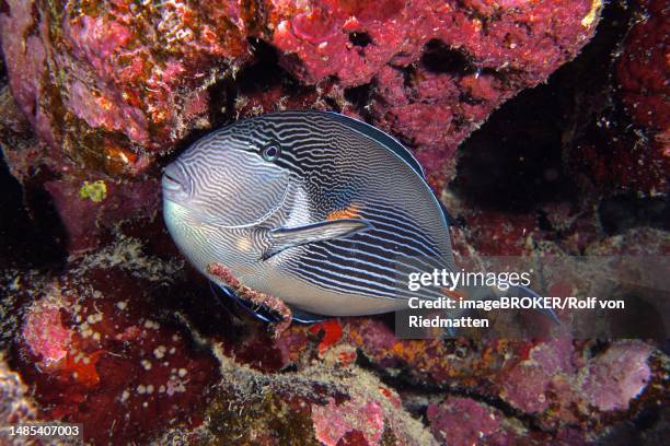 red sea clown surgeon (acanthurus sohal) at night in the red reef. dive site abu fendera, egypt, red sea - acanthurus sohal stock pictures, royalty-free photos & images