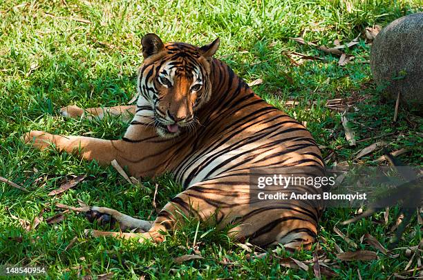 female malayan tiger (panra tigris malayensis) at lok kawi wildlife park. - lok kawi wildlife park stockfoto's en -beelden