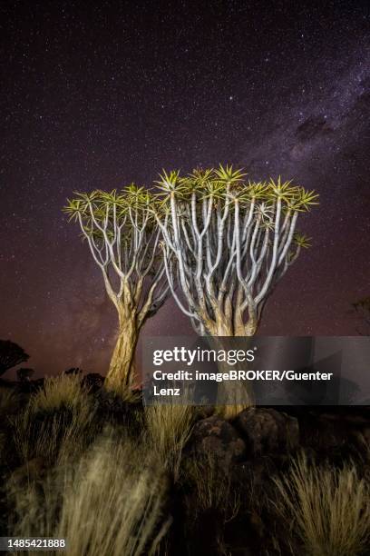 quiver tree (aloe dichotoma), night with starry sky, gariganus, keetmanshoop, namibia - quiver tree stock pictures, royalty-free photos & images