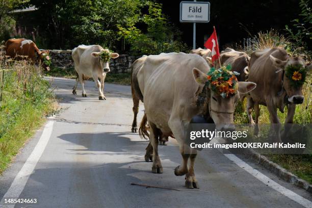 almabtrieb, faeld, valais, switzerland - swiss cow stock pictures, royalty-free photos & images