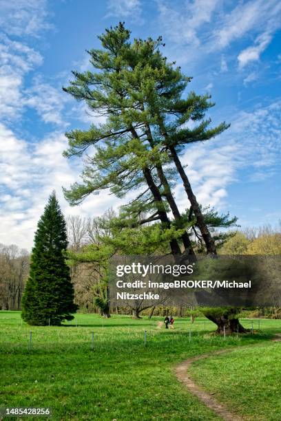 strobe, also called eastern white pine (pinus strobus), weymouth pine or silk pine, wechselburg castle park, wechselburg, saxony, germany - pinus strobus stock pictures, royalty-free photos & images