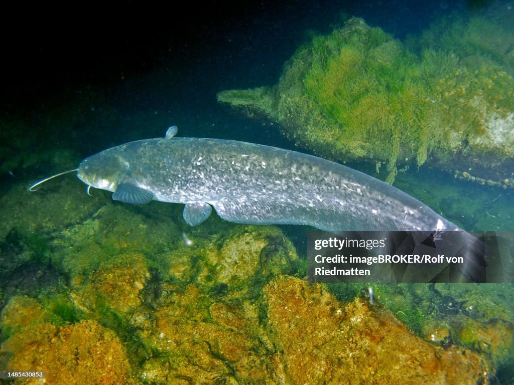 Catfish (Silurus glanis) at night, dive site Klosterinsel, Rheinau, Rhine, Hochrhein, Switzerland, Germany