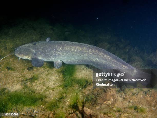 catfish (silurus glanis) at night, dive site klosterinsel, rheinau, rhine, hochrhein, switzerland, germany - silurus glanis stock illustrations
