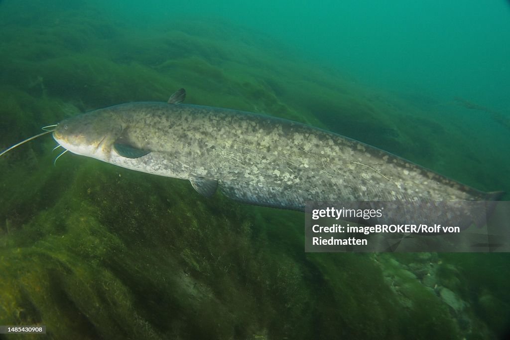 Catfish (Silurus glanis), Zollbruecke dive site, Rheinau, Rhine, Hochrhein, Switzerland, Germany
