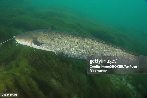 catfish (silurus glanis), zollbruecke dive site, rheinau, rhine, hochrhein, switzerland, germany - silurus glanis stock illustrations