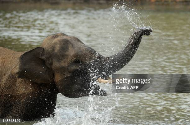 Sri Lankan Elephant play in the river at the Yala National Park in the southern district of Yala on July 18, 2012. The Yala National Park , some 250...