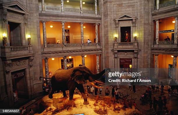 elephant display at national museum of natural history. - national museum of natural history washington stock pictures, royalty-free photos & images