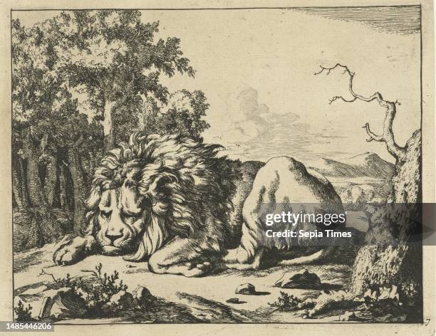 Sleeping lion Lions , print maker: Marcus de Bye, Paulus Potter, The Hague paper, etching, h 177 mm × w 225 mm.