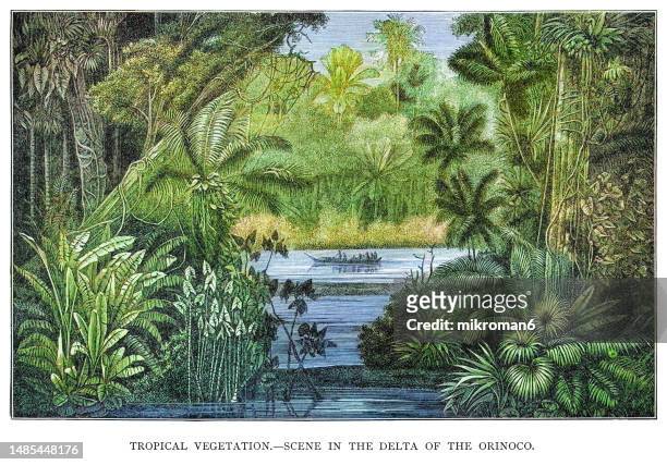 old engraved illustration of tropical vegetation, scene in the delta of the orinoco - antique foliage stock pictures, royalty-free photos & images